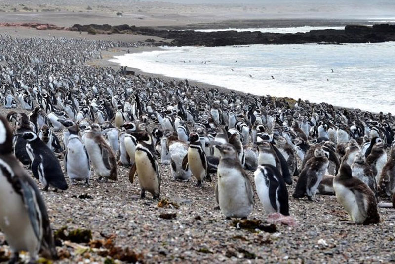 Punta Tombo