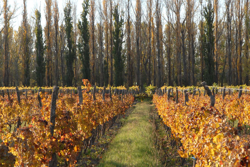 San Rafael, Mendoza